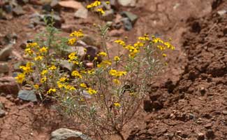 Heliomeris longifolia, Longleaf False Goldeneye, Southwest Desert Flora Heliomeris longifolia, Longleaf False Goldeneye, Southwest Desert Flora